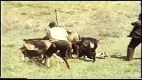 Собаки и пастухи пытаются отогнать медведя (Dogs and herdsmen tries to chase away bear)