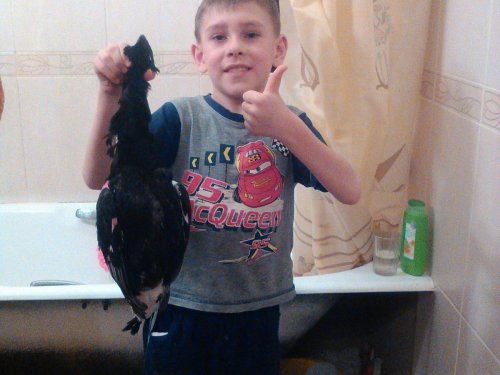 Будущий охотник и косач