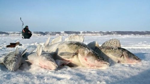 Ловля судака со льда. Мастерская рыбалка!