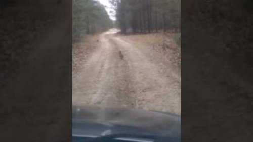 Осенняя поездка в лес