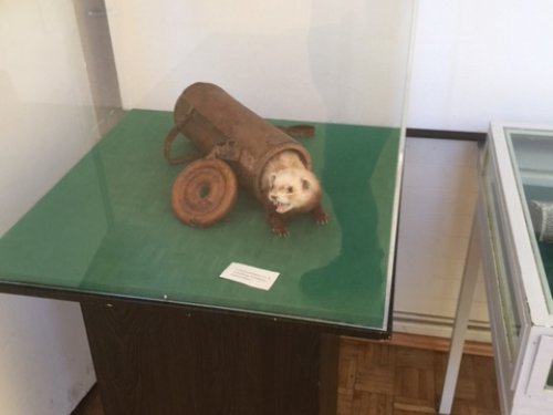 Музей охотников в Мюнхене 8