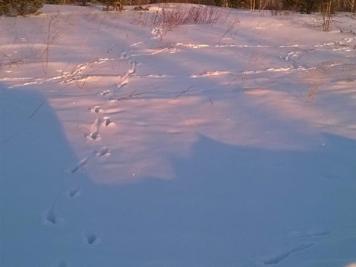 За ночь утаптывают