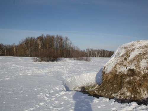 Голод не тетка....