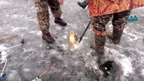 Вот это улов! Трофей на зимней рыбалке
