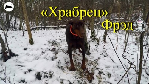 Драма на охоте