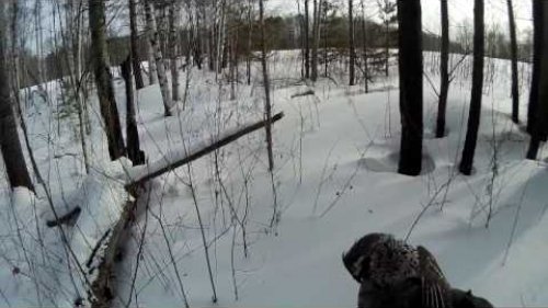 Охота. Охота на рябчика с манком "Чемпион". Рябчик поздней зимой