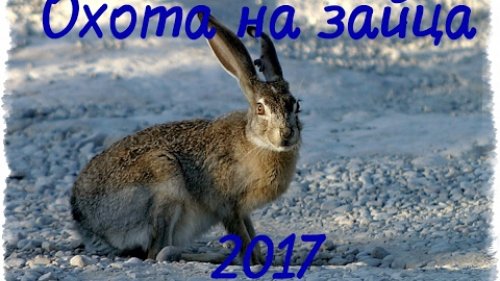 Охота на зайца 2017