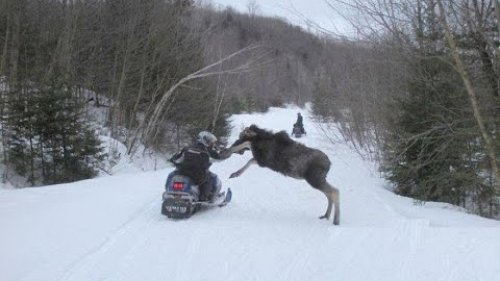 Охота на оленя! Дикая охота.