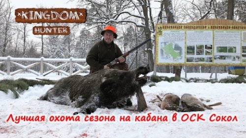 Лучшая охота сезона на кабана в ОСК "Сокол"