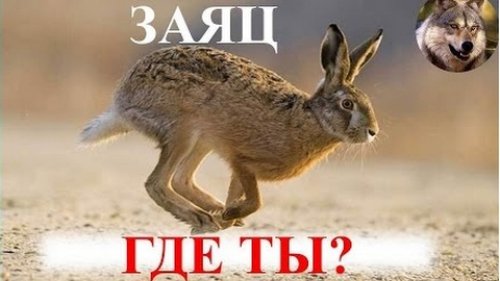 Где искать зайца?