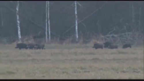 Большая Белорусская охота.  2-я серия. Hunting in Belarus