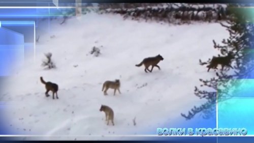 Волки в Красавино