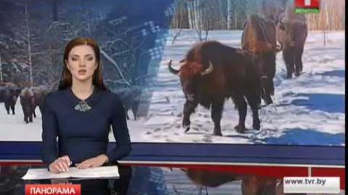 Переселение Озерских зубров в Смоленскую область.