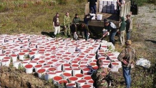 Сахалинские браконьеры!
