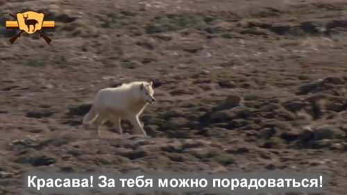 Погоня