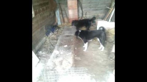Притравка по кабану