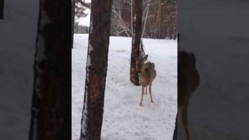 Косуля на подкормочной площадке.
