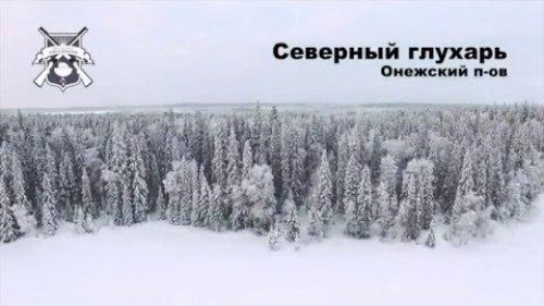 Северный глухарь. Онежский полуостров (тизер)