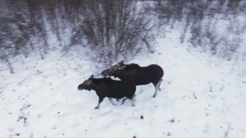 Благородный олень. Лось. Косули. Фильм об Ивьевском лесхозе