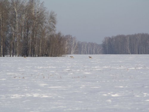 Неспеша в околок...