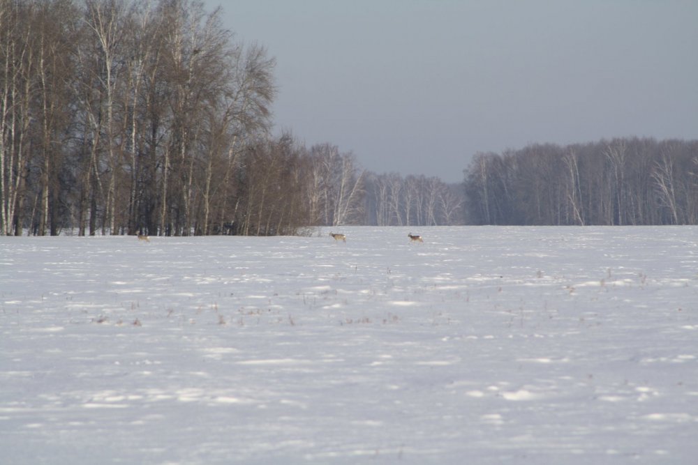 Неспеша в околок...