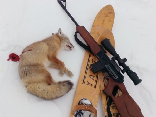 Корсачек