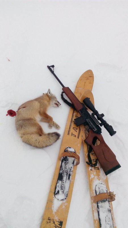 Корсачек