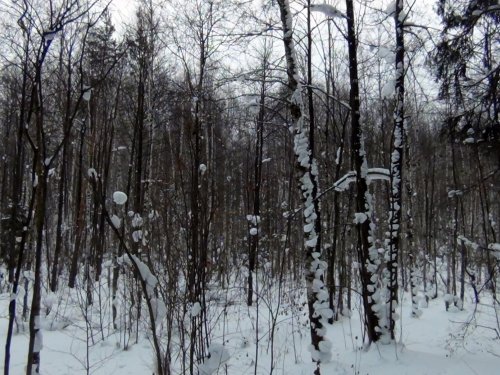 Болото, накрытое снегом