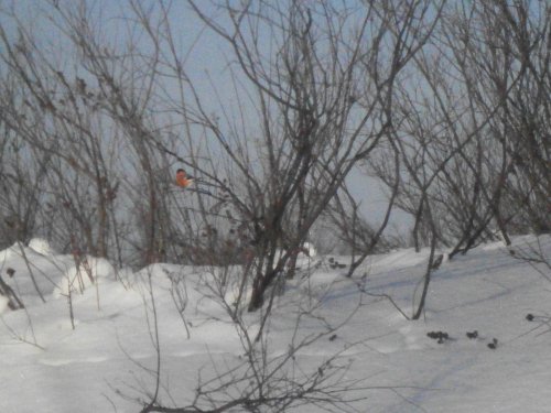 Снeгирь