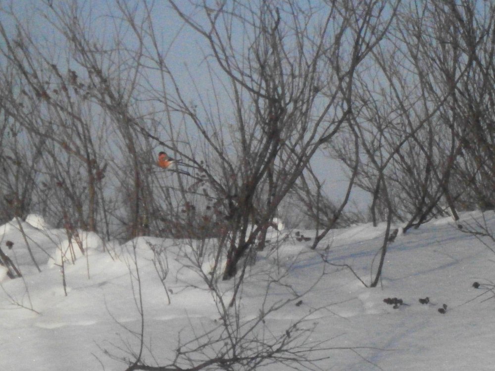 Снeгирь