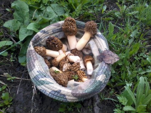 Ранние деликатесы (весны захотелось)