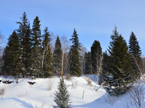 Зимний лес