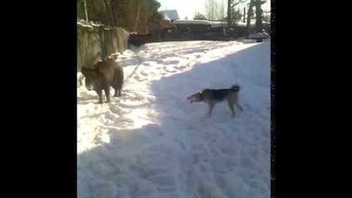 Первое знакомство .