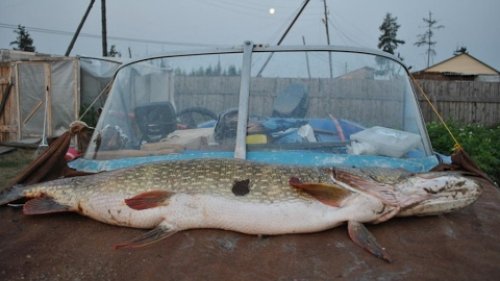 Ловля Амурской щуки. Хозяйка рек Дальнего Востока!