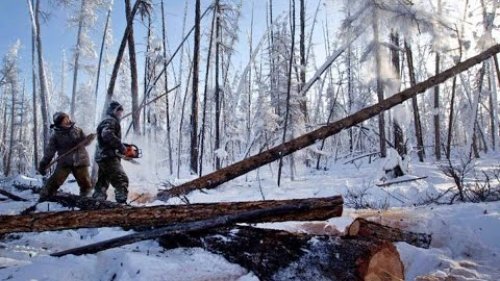 Выруб наших Сибирских лесов, наша Тайга! Всё Китайцам...