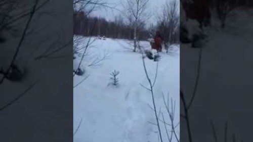 Охота на лося.