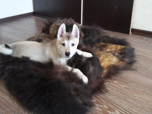 Новая "игрушка" у Серого.