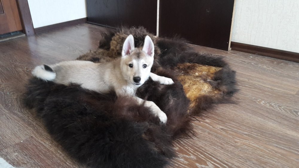 Новая "игрушка" у Серого.