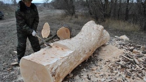 Наследники таёжного ремесла! Лесники в деле.