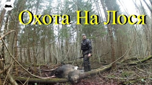 Охота на лося