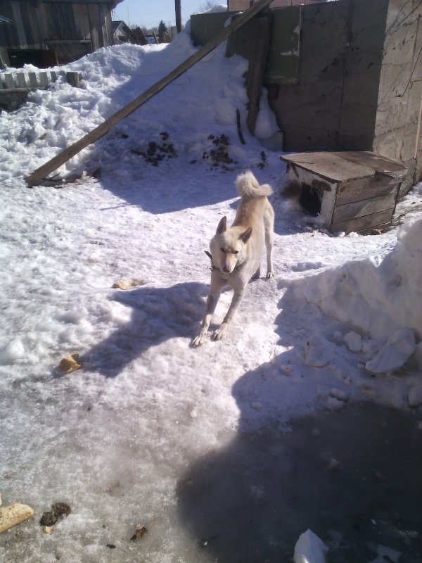 мой охотник