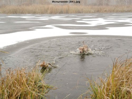 Осенний заплыв