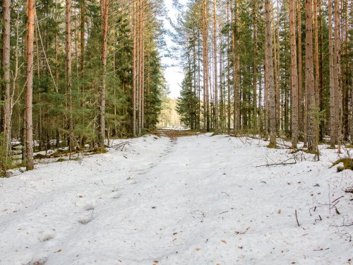 Моими охотничьими дорожками.