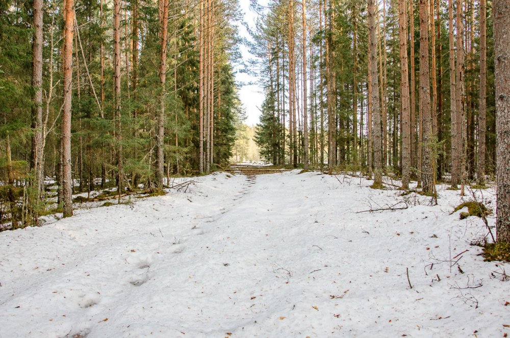 Моими охотничьими дорожками.