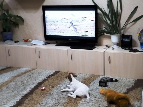 Теория охоты )))