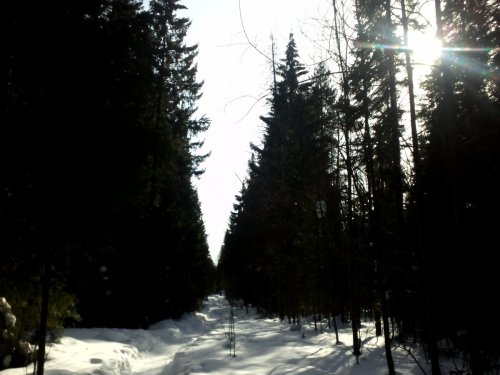 Утро пермском лесу