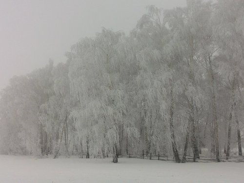 Березки за окном...