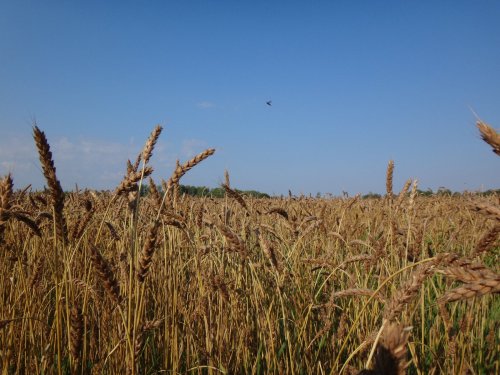 осень осень)