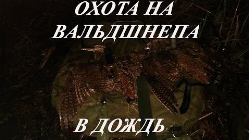 Охота на вальдшнепа. Все дело в упреждении...