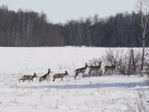 Косульки!